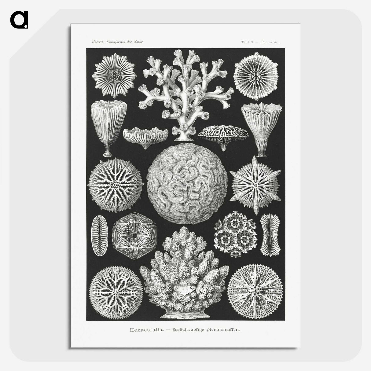 2-11_Ernst-Haeckel_picture-crop