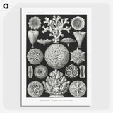 2-11_Ernst-Haeckel_picture-crop