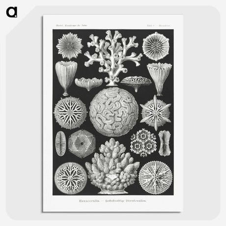 2-11_Ernst-Haeckel_picture-crop