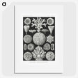 2-11_Ernst-Haeckel_picture