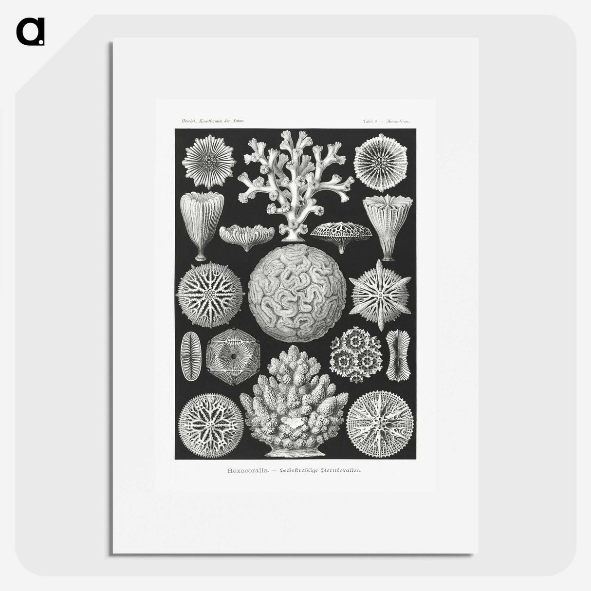 2-11_Ernst-Haeckel_picture