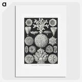 2-11_Ernst-Haeckel_picture