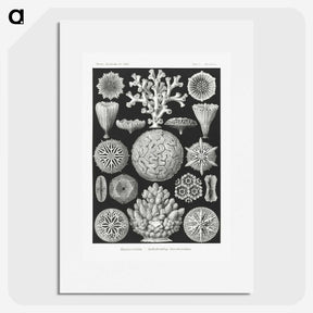 2-11_Ernst-Haeckel_picture