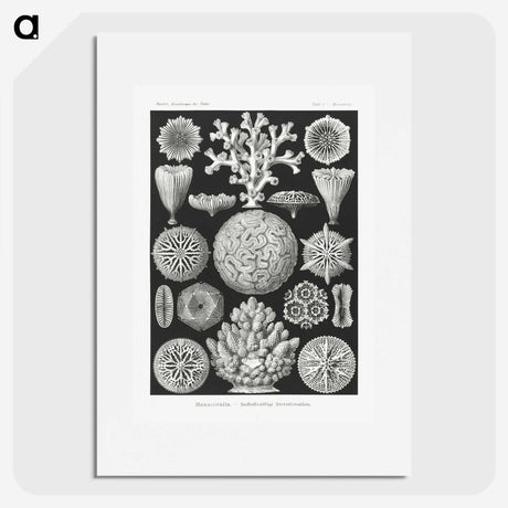 2-11_Ernst-Haeckel_picture