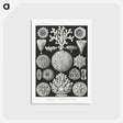 2-11_Ernst-Haeckel_postcard