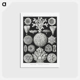 アートポストカード-Hexacoralla–Sechsstrahlige Sternkorallen - エルンスト ヘッケル Postcard.