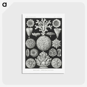 2-11_Ernst-Haeckel_postcard