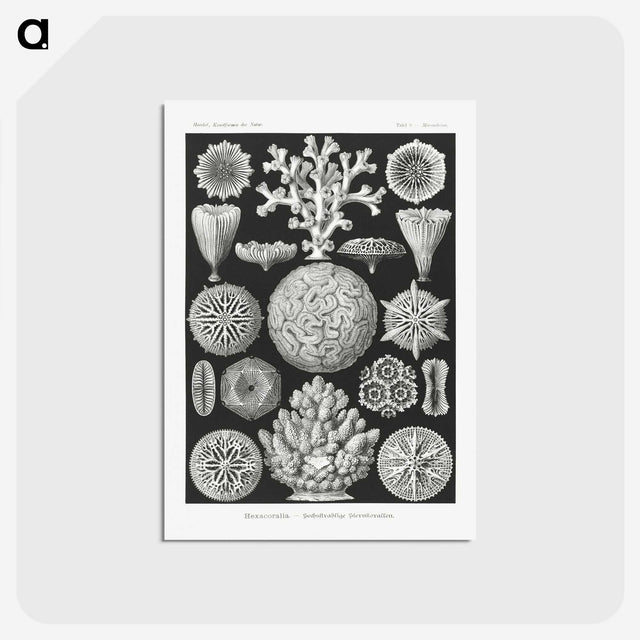 2-11_Ernst-Haeckel_postcard