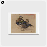 アートポストカード-A Mandarin drake - ウジェーヌ ドラクロワ Postcard.