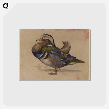 アートポストカード-A Mandarin drake - ウジェーヌ ドラクロワ Postcard.