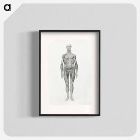 アートポスター-Anterior View, Facial Layers Removed
 - ジョージ スタッブス Poster.