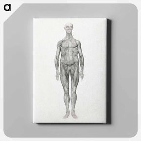 アートパネル-Anterior View, Facial Layers Removed
 - ジョージ スタッブス Canvas.