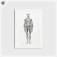 アートポストカード-Anterior View, Facial Layers Removed
 - ジョージ スタッブス Postcard.