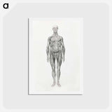 アートポストカード-Anterior View, Facial Layers Removed
 - ジョージ スタッブス Postcard.