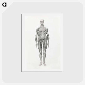 アートポストカード-Anterior View, Facial Layers Removed
 - ジョージ スタッブス Postcard.