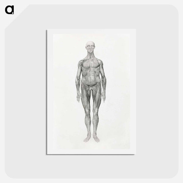 アートポストカード-Anterior View, Facial Layers Removed
 - ジョージ スタッブス Postcard.