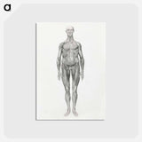 アートポストカード-Anterior View, Facial Layers Removed
 - ジョージ スタッブス Postcard.