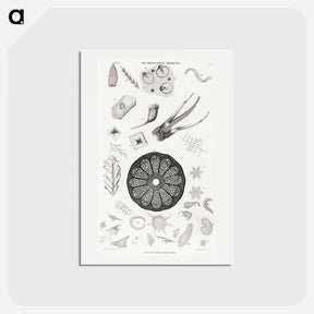 アートポストカード-Microscopic Objects
 - ゴールドスミスの生き生きとした自然 Postcard.
