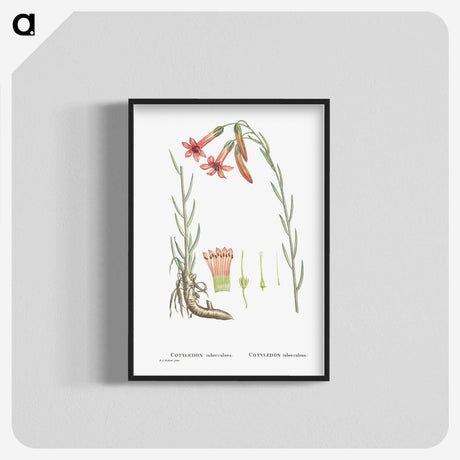 2-11_Histoire-des-Plantes-Grasses_blk-crop