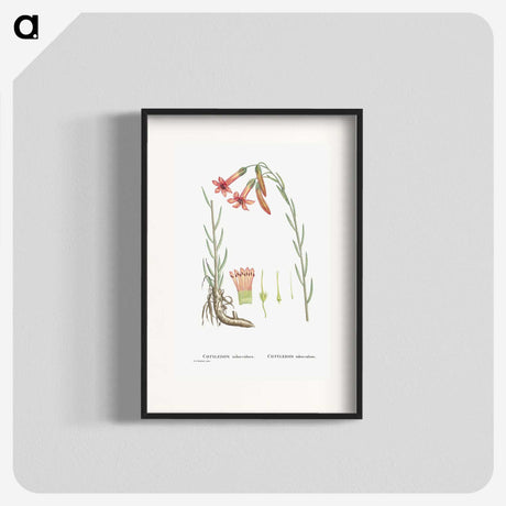 2-11_Histoire-des-Plantes-Grasses_blk
