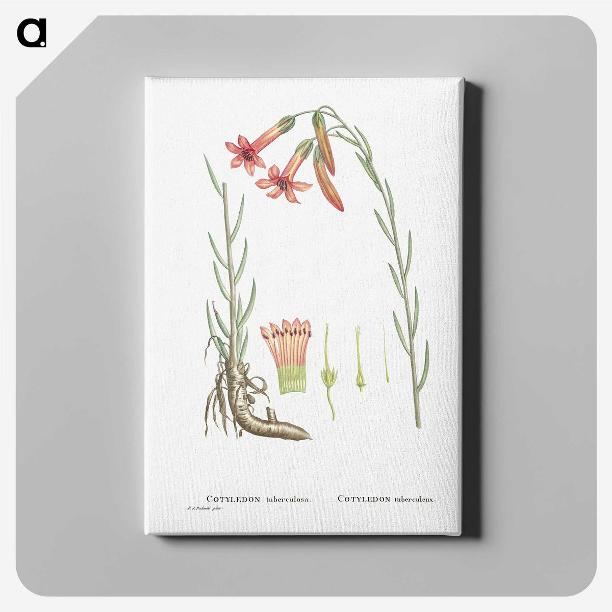2-11_Histoire-des-Plantes-Grasses_canvas