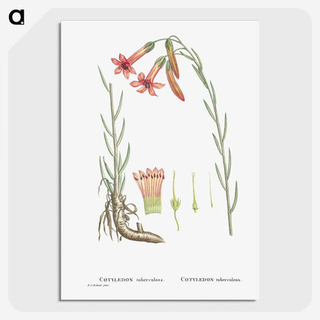 2-11_Histoire-des-Plantes-Grasses_picture-crop