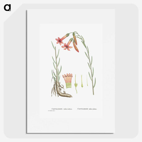 2-11_Histoire-des-Plantes-Grasses_picture