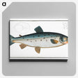 2-11_Ichtyologie-ou-Histoire-naturelle_canvas