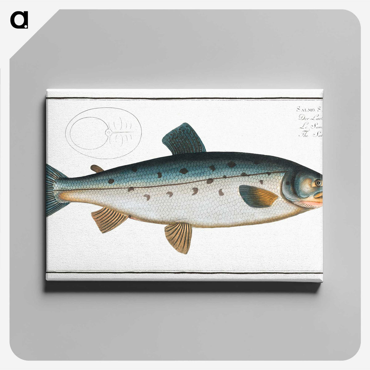 2-11_Ichtyologie-ou-Histoire-naturelle_canvas