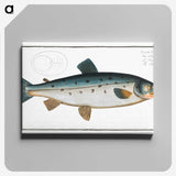 2-11_Ichtyologie-ou-Histoire-naturelle_canvas