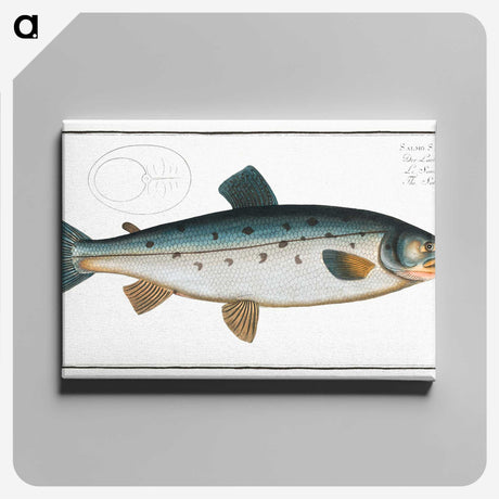 2-11_Ichtyologie-ou-Histoire-naturelle_canvas