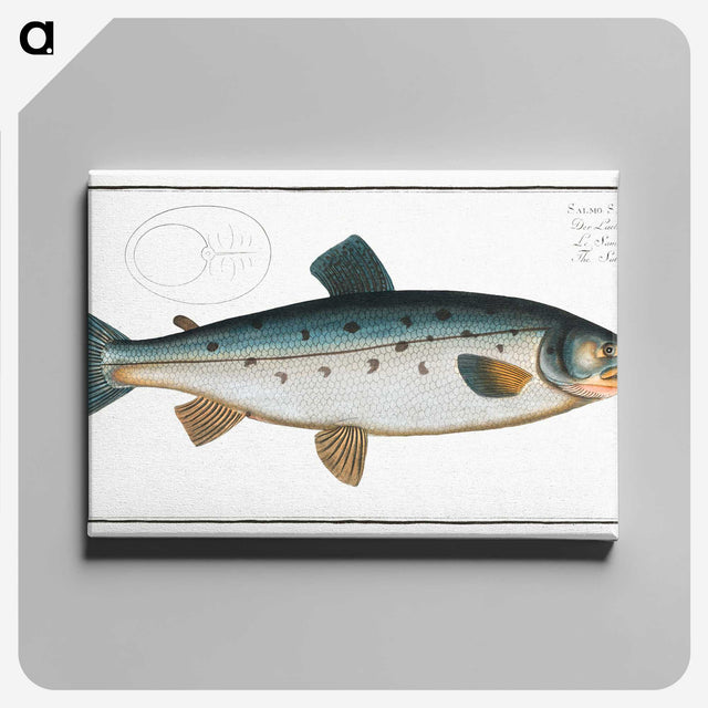 2-11_Ichtyologie-ou-Histoire-naturelle_canvas