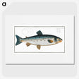 2-11_Ichtyologie-ou-Histoire-naturelle_picture
