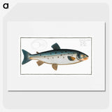 2-11_Ichtyologie-ou-Histoire-naturelle_picture