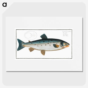 2-11_Ichtyologie-ou-Histoire-naturelle_picture