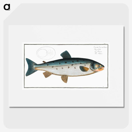 2-11_Ichtyologie-ou-Histoire-naturelle_picture