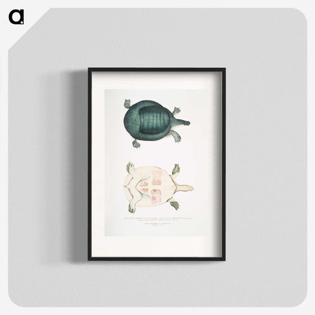 2-11_Indian-Zoology_blk