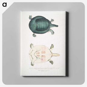 2-11_Indian-Zoology_canvas