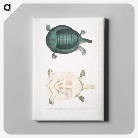 2-11_Indian-Zoology_canvas