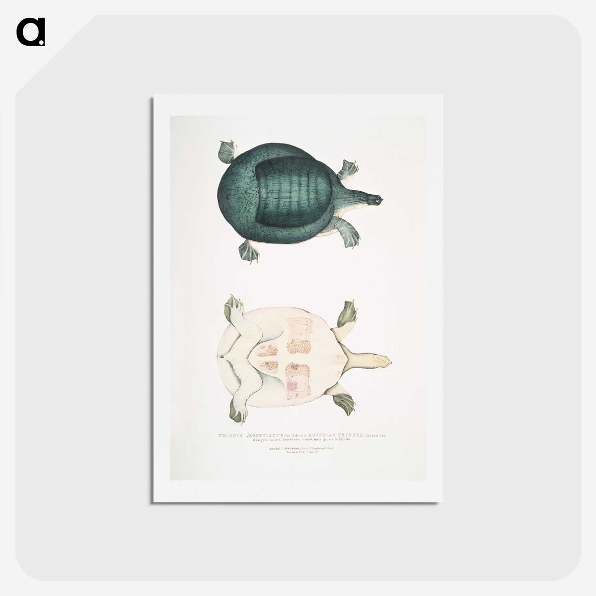 2-11_Indian-Zoology_hagaki