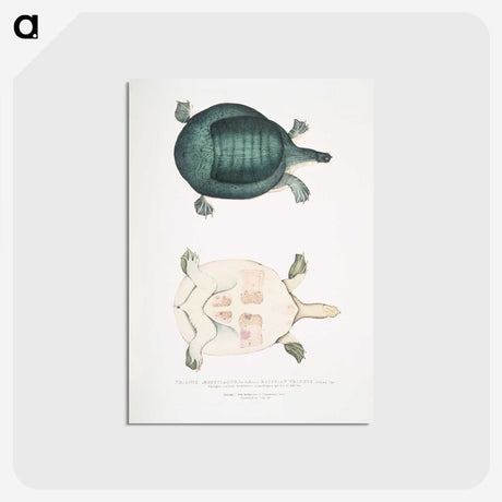 2-11_Indian-Zoology_postcard