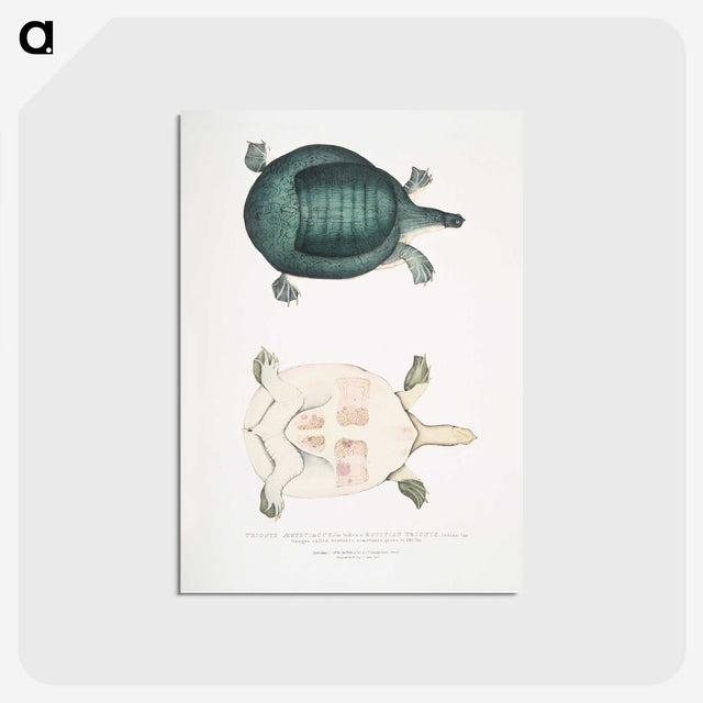 2-11_Indian-Zoology_postcard