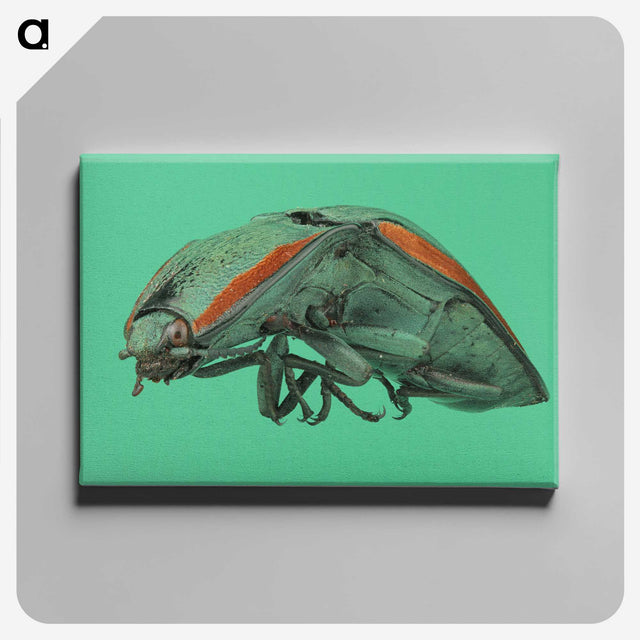 2-11_Insects-Unlocked-Project_canvas