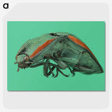 2-11_Insects-Unlocked-Project_picture-crop