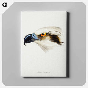 アートパネル-White-headed Osprey
 - ジョン グールド Canvas.