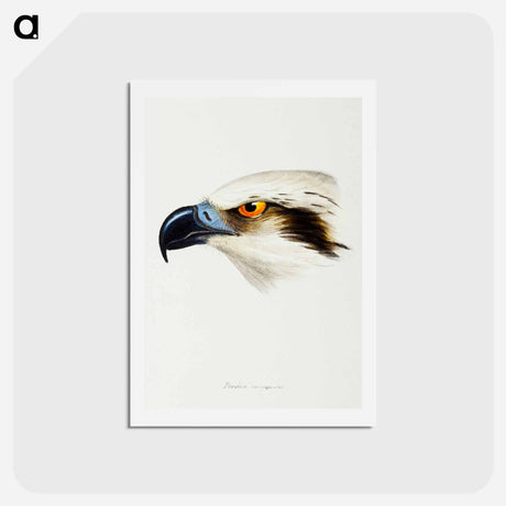 アートポストカード-White-headed Osprey
 - ジョン グールド Postcard.
