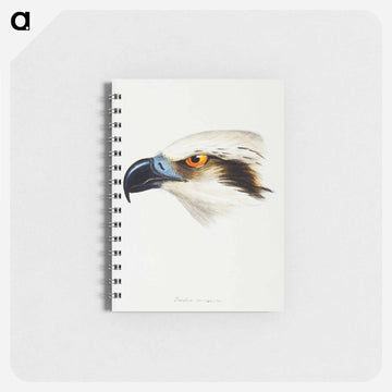 White-headed Osprey
 - ジョン グールド Memo.