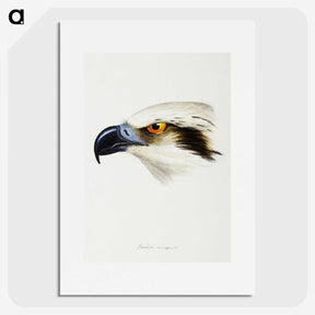2-11_John-Gould_picture