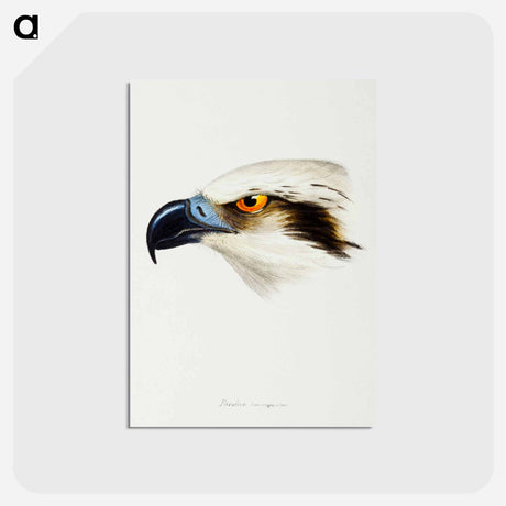 アートポストカード-White-headed Osprey
 - ジョン グールド Postcard.
