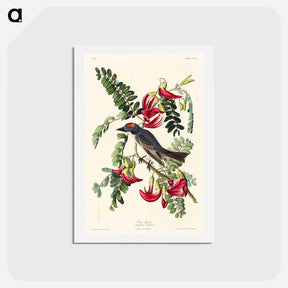 アートポストカード-Piping Flycatcher
 - ジョン ジェームス オーデュボン Postcard.